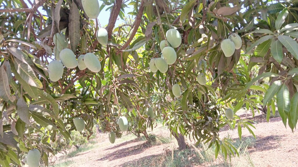 Chemical Free Kesar Mango Price