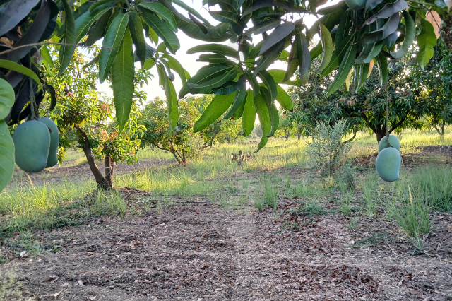 fresh Kesar mango delivery