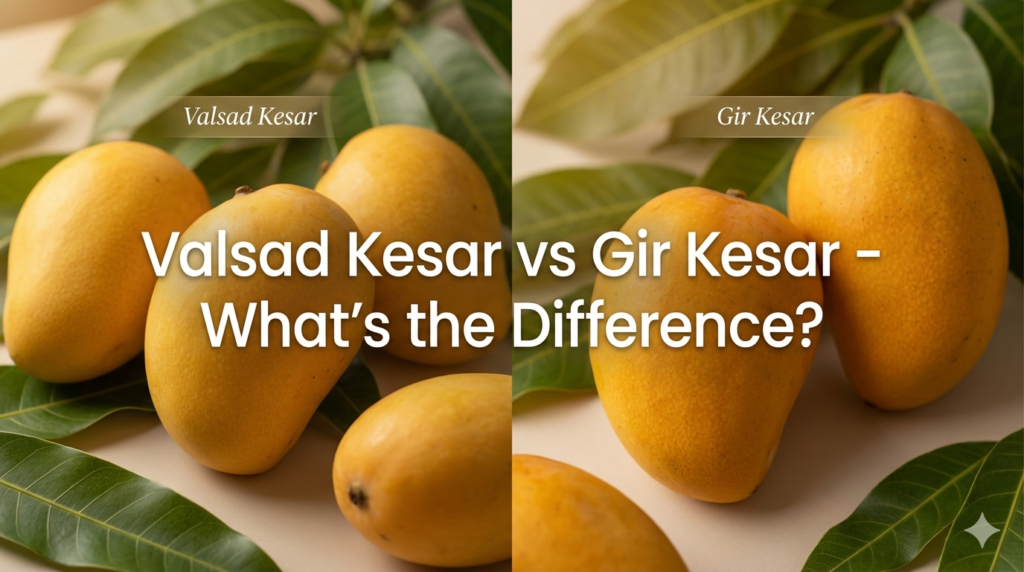 Valsad Kesar and Gir Kesar mango