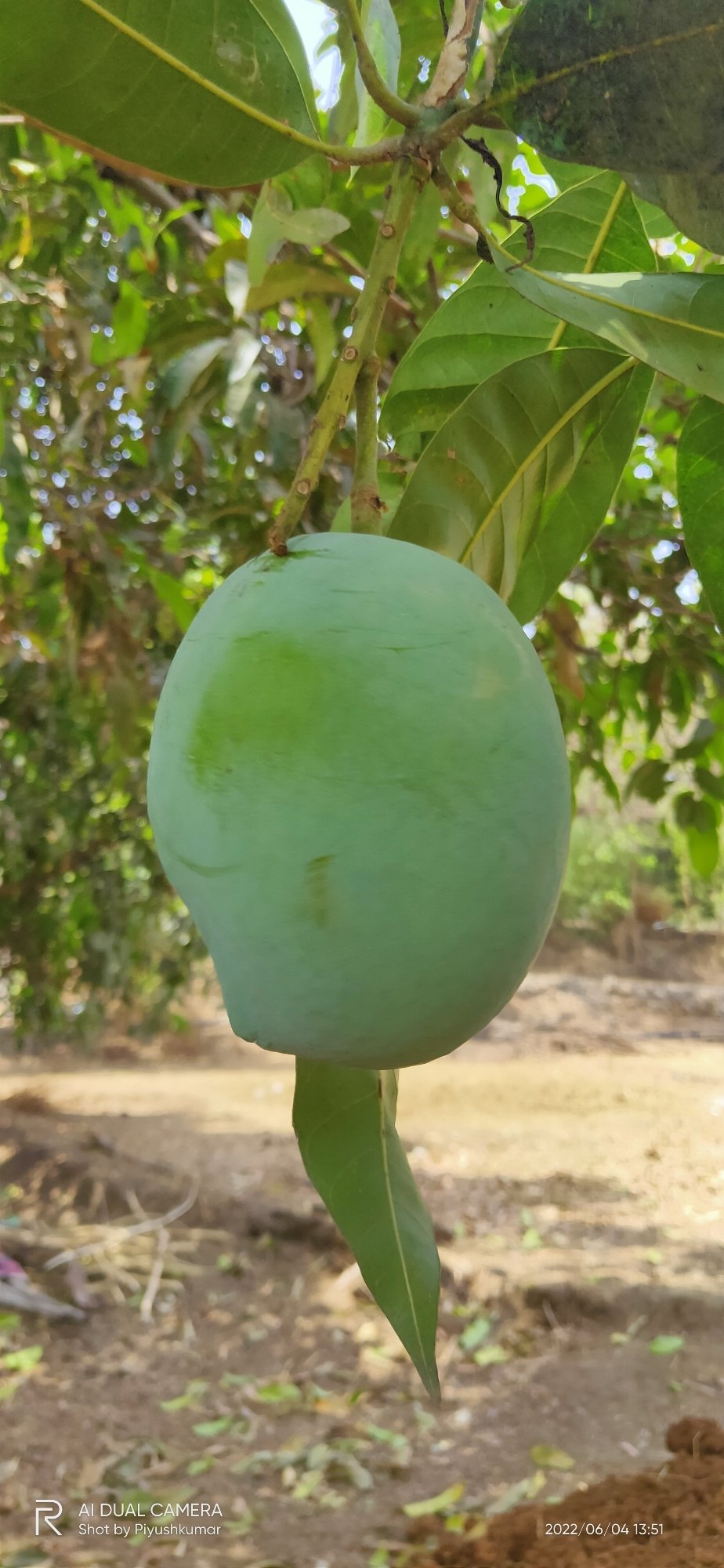 Vanamrit Rajapuri Orchard Valsad