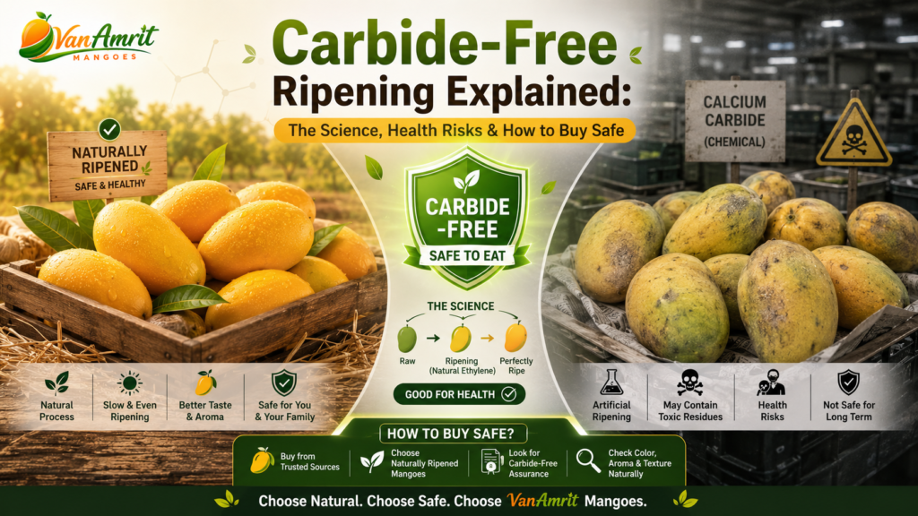 carbide free mango ripening explained