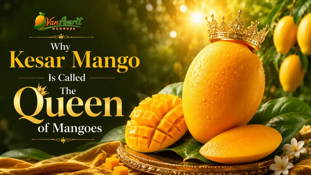 Why Kesar Mango Is Called the Queen of Mangoes