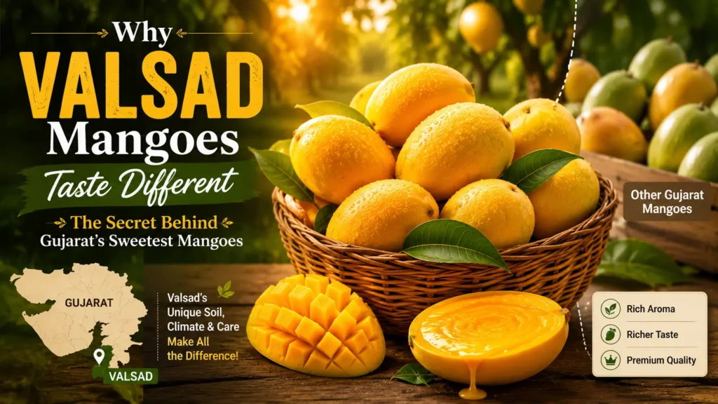 why Valsad mangoes taste different
