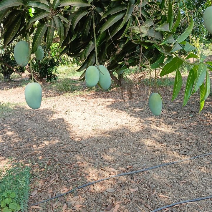 Buy Mangoes Online India
