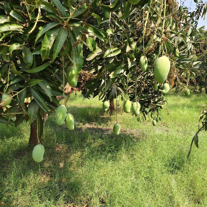 Order mango online India